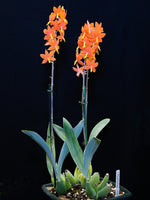 Carica l'immagine nel visualizzatore Galleria, Epidendrum vitellinum (ex. Encyclia vitellina)