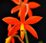 Carica l'immagine nel visualizzatore Galleria, Epidendrum vitellinum (ex. Encyclia vitellina)
