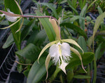 Carica l'immagine nel visualizzatore Galleria, Epidendrum ciliare x Brassavola digbyana