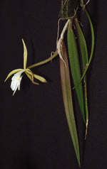 Carica l'immagine nel visualizzatore Galleria, Epidendrum parkinsonianum