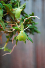 Carica l'immagine nel visualizzatore Galleria, Epidendrum porpax var. alba