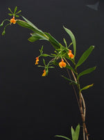 Carica l'immagine nel visualizzatore Galleria, Epidendrum pseudoepidendrum