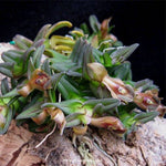 Carica l'immagine nel visualizzatore Galleria, Epidendrum schlechterianum