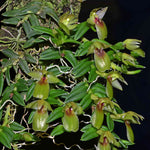 Carica l'immagine nel visualizzatore Galleria, Epidendrum porpax var. Ivan-Portillae
