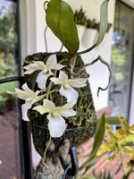 Carica l'immagine nel visualizzatore Galleria, Euryangis Victoria Nile (Eurychone rothschildiana × Aerangis kotschyana)