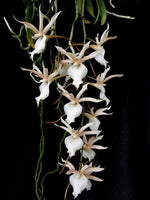 Carica l'immagine nel visualizzatore Galleria, Euryangis Galeankotsch (Eurychone galeandrae x Aerangis kotschyana)