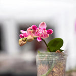 Carica l'immagine nel visualizzatore Galleria, Phalaenopsis Liu's Yellow Star Dust (Caribbean Sunset × minus) (peloric - 3 lips )