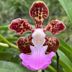 Carica l'immagine nel visualizzatore Galleria, Vanda insignis
