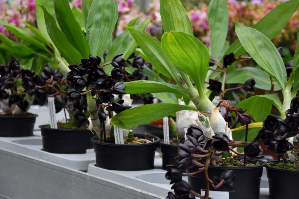 Fredclarkeara After Dark 'SVO Black Pearl' FCC/AOS – Giulio