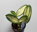 Carica l'immagine nel visualizzatore Galleria, Dendrobium FOMOS Beauty 'Matcha Latte'