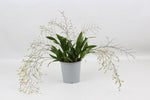 Carica l'immagine nel visualizzatore Galleria, Oncidium Twinkle 'Jasmin'