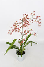 Carica l'immagine nel visualizzatore Galleria, Oncidium Rosy Sunset 'Pacific Sunset'