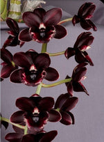 Carica l'immagine nel visualizzatore Galleria, Fredclarkeara After Hours