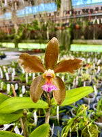 Load image into Gallery viewer, Cattleya granulosa (Verde Colibri x Nobile Marron) - Brazil Import