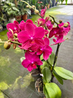 Load image into Gallery viewer, Phalaenopsis Travolta