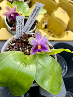 Load image into Gallery viewer, Phalaenopsis Samera x violacea var. indigo blue