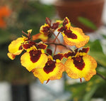 Carica l'immagine nel visualizzatore Galleria, Tolumnia Golden Sunray