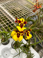 Carica l'immagine nel visualizzatore Galleria, Tolumnia Golden Sunray