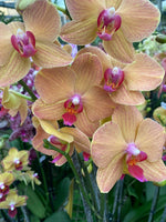 Carica l'immagine nel visualizzatore Galleria, Phalaenopsis Golden Brick