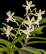 Carica l'immagine nel visualizzatore Galleria, Vanda Green Light (V. vietnamica × falcata var. amami)