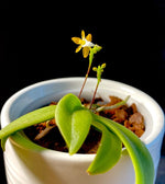 Carica l'immagine nel visualizzatore Galleria, Grosourdya nitida