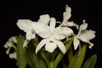 Carica l'immagine nel visualizzatore Galleria, Guarianthe (syn. Cattleya) skinneri f. semialba / oculata
