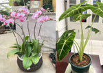 Carica l'immagine nel visualizzatore Galleria, Bacchette in acrilico per Orchidee
