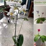 Carica l'immagine nel visualizzatore Galleria, Bacchette in acrilico per Orchidee