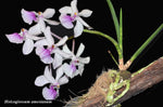 Carica l'immagine nel visualizzatore Galleria, Holcoglossum amesianum