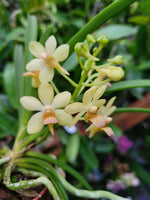 Carica l'immagine nel visualizzatore Galleria, Holcoglossum flavescens x Ascocentrum curvifolium