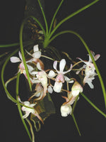 Carica l'immagine nel visualizzatore Galleria, Holcoglossum lingulatum x rupestre