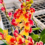 Carica l'immagine nel visualizzatore Galleria, Howeara Lava Burst ‘Pacific Sunrise’