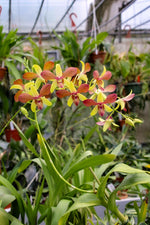 Carica l'immagine nel visualizzatore Galleria, Dendrobium Alisun Summer