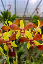 Carica l'immagine nel visualizzatore Galleria, Dendrobium Alisun Summer