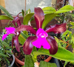 Chargez l'image dans la visionneuse de galerie, Cattleya leopoldii 'Schokoladenprinz SM/DOG' x leopoldii 'Dark Prince'