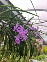 Carica l'immagine nel visualizzatore Galleria, Darwinara Charm 'Blue star' x Paraphalaenopsis laycockii