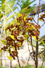 Carica l'immagine nel visualizzatore Galleria, Trichocentrum Kuquat (Trichocentrum splendidum × Trichocentrum Haematochilum)