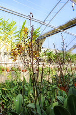 Carica l'immagine nel visualizzatore Galleria, Trichocentrum Kuquat (Trichocentrum splendidum × Trichocentrum Haematochilum)