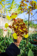 Carica l'immagine nel visualizzatore Galleria, Trichocentrum Kuquat (Trichocentrum splendidum × Trichocentrum Haematochilum)