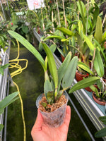 Carga la imagen en el visor de la Galería, Cattleya lawrenceana