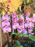Load image into Gallery viewer, Phalaenopsis Cadillac Butterfly-Peloric