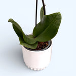 Carica l'immagine nel visualizzatore Galleria, Phalaenopsis Hanni Dark Pink