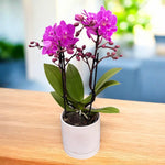 Carica l'immagine nel visualizzatore Galleria, Phalaenopsis Cassiopea