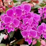 Carica l'immagine nel visualizzatore Galleria, Phalaenopsis Cassiopea