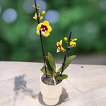 Carica l'immagine nel visualizzatore Galleria, Phalaenopsis Yellow Cow - Big Lip