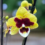 Carica l'immagine nel visualizzatore Galleria, Phalaenopsis Yellow Cow - Big Lip