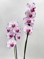 Carica l'immagine nel visualizzatore Galleria, Phalaenopsis Fong Tien's Amapearl 'Cone Pearl CL913G'