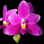 Load image into Gallery viewer, Phalaenopsis violacea var. indigo red 'MIKI'