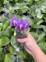 Carica l'immagine nel visualizzatore Galleria, Phalaenopsis Jiaho Blueberry x violacea f. indigo