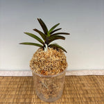 Load image into Gallery viewer, Neofinetia falcata 'Kaiomaru' 海王丸